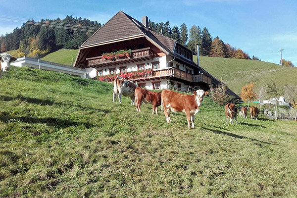 Unsere Rinder auf der Weide