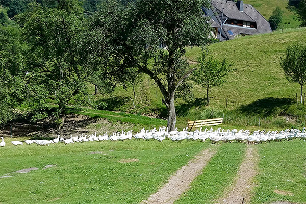 Echte Schwarzwälder Freilaufgänse