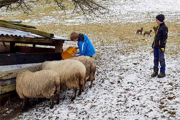 Schafe füttern im Winter