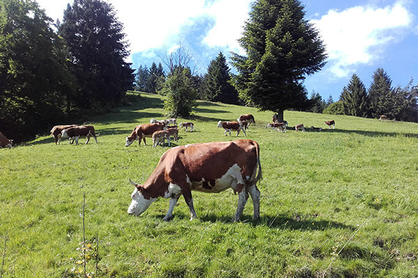 Bauernhof